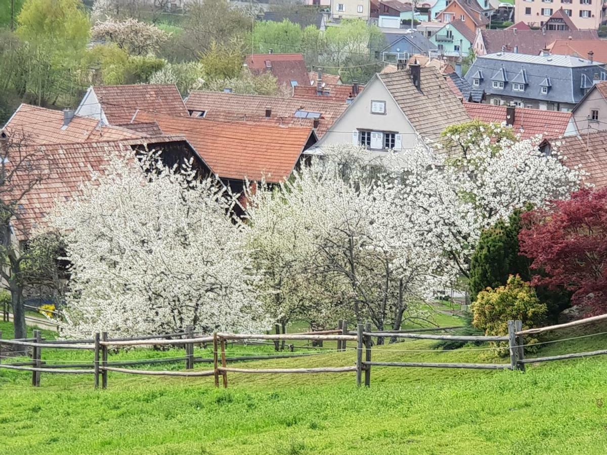 Petit Week End Dans La Vallee Breitenbach-Haut-Rhin Eksteriør billede