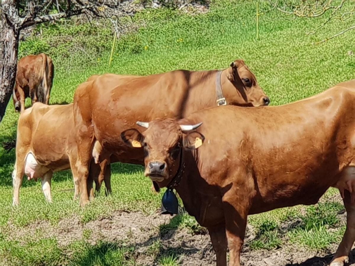 Petit Week End Dans La Vallee Breitenbach-Haut-Rhin Eksteriør billede