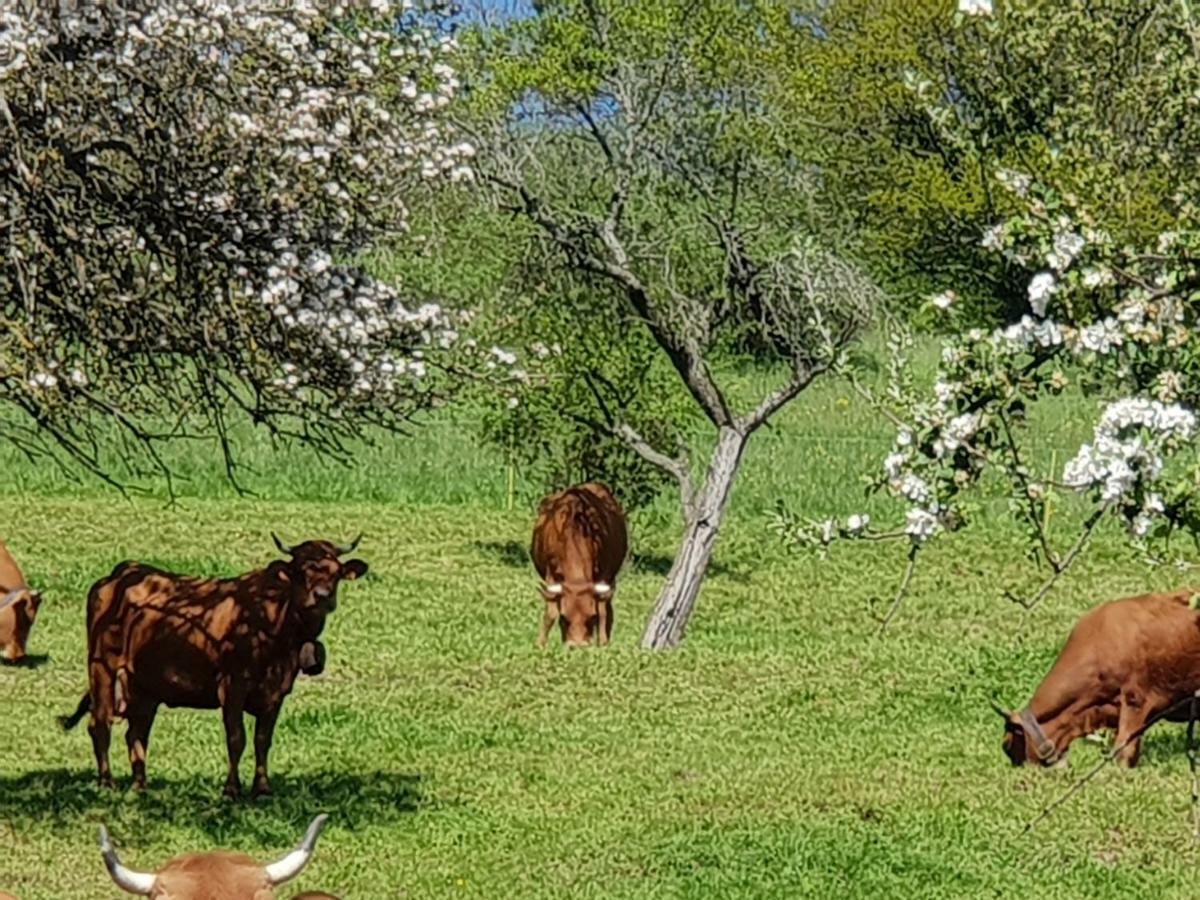 Petit Week End Dans La Vallee Breitenbach-Haut-Rhin Eksteriør billede